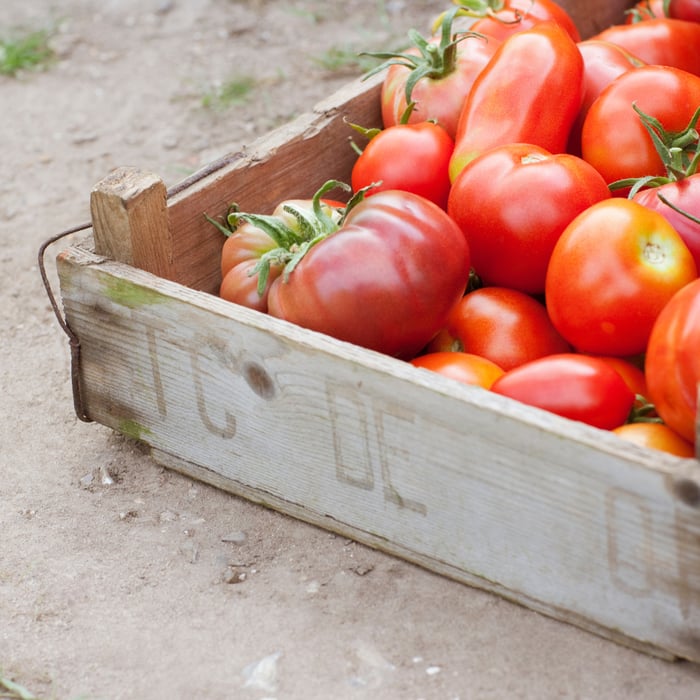 How to Grow Tomatoes Indoors with Lights Guide