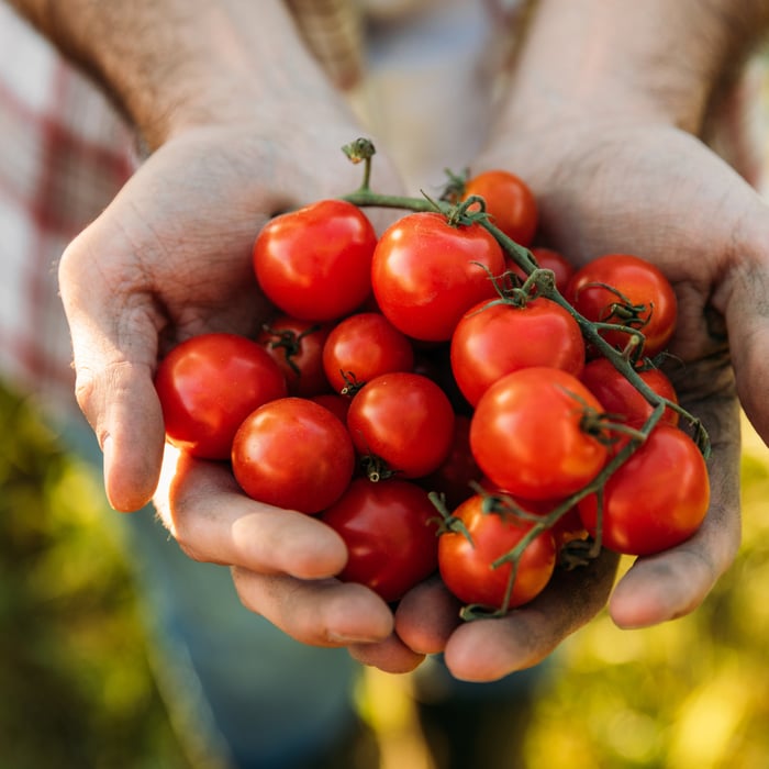 How to Grow Tomatoes From Seeds