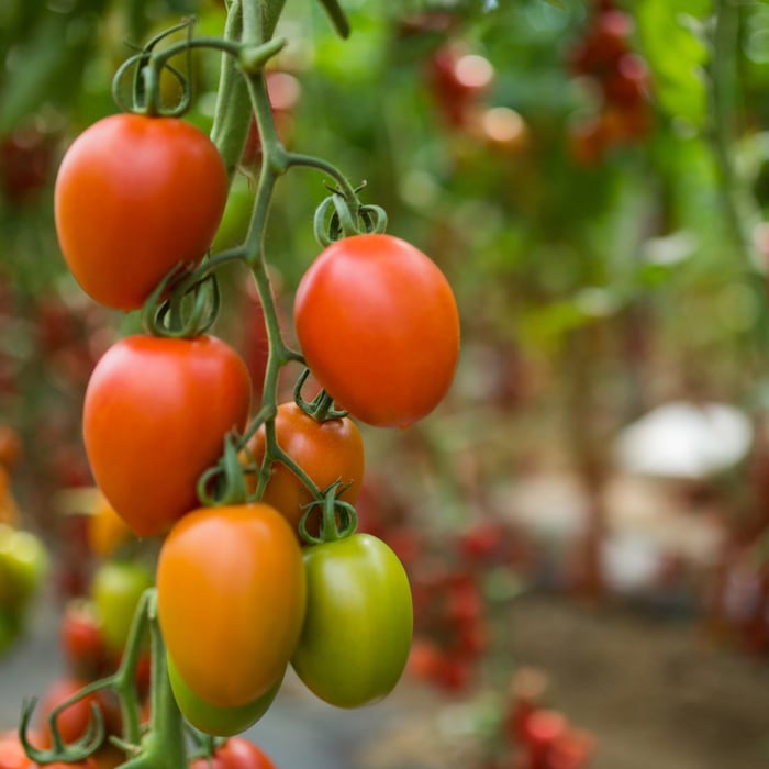 Are San Marzano Tomatoes Determinate or Indeterminate?