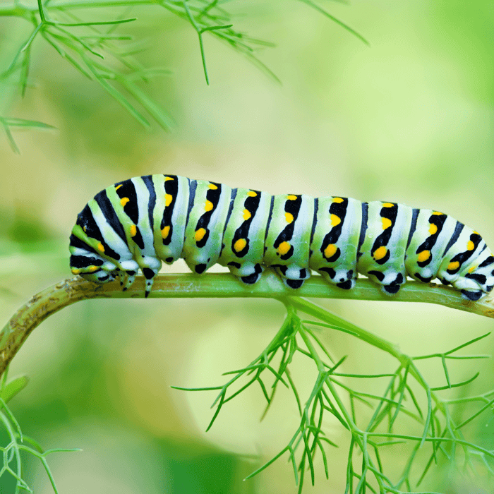 Are Caterpillars Bad for Gardens - Gardeners Basics