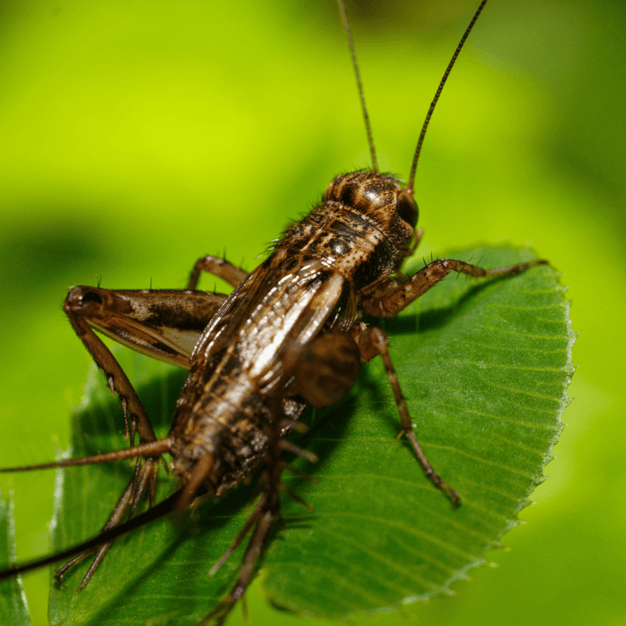 Are Crickets Harmful for Gardens?