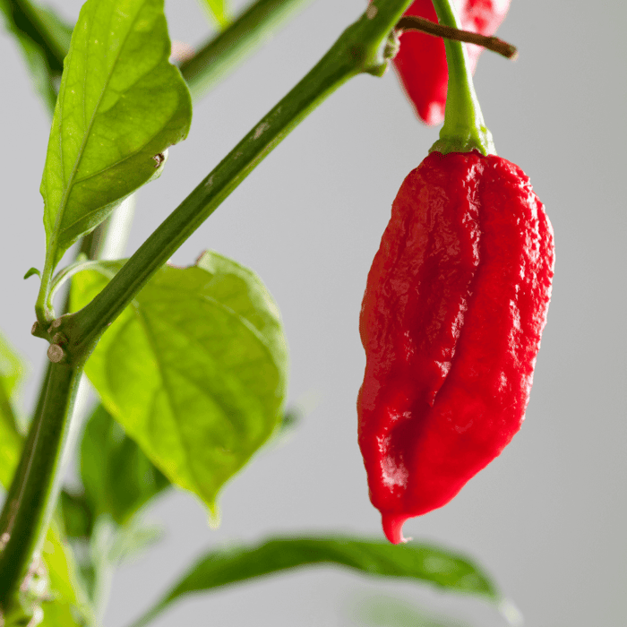 Are Ghost Pepper Plants Poisonous