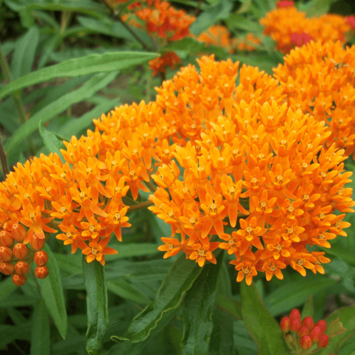 Are Milkweed and Butterfly Weed the Same