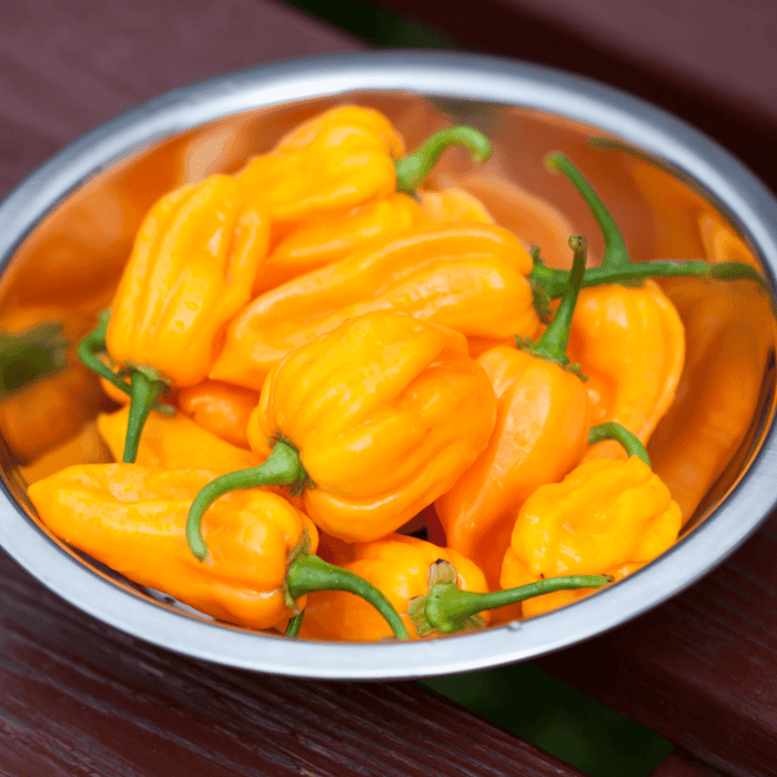 Are Yellow Habanero Peppers Hot Gardeners Basics