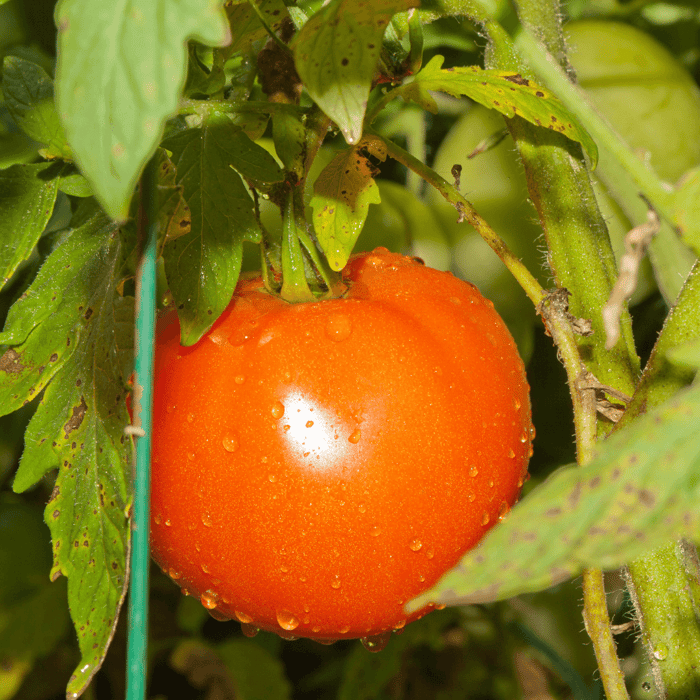 Are Ace 55 Tomato Determinate or Indeterminate?