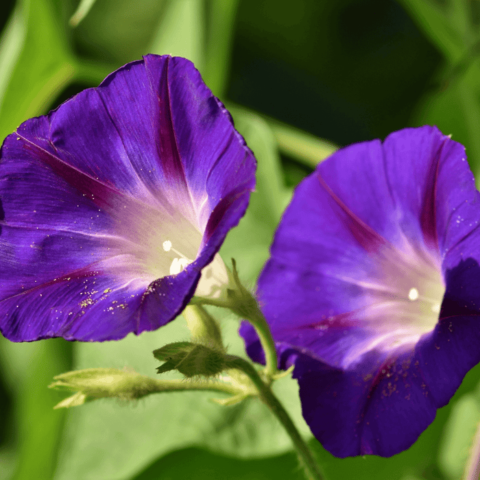 Are Morning Glories Easy to Grow from Seed?