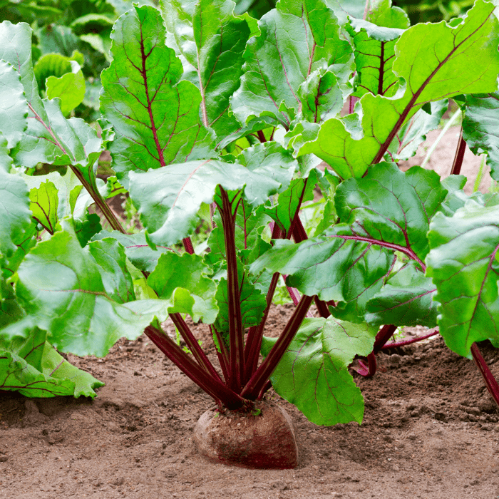 Beet Companion Plants - Beet Buddies
