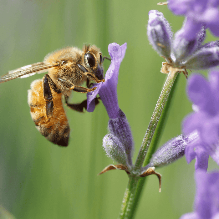Best Flowers for Bees: Providing Essential Food for Our Pollinators