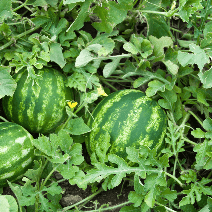 Best Watermelon Companion Plants For Your Garden