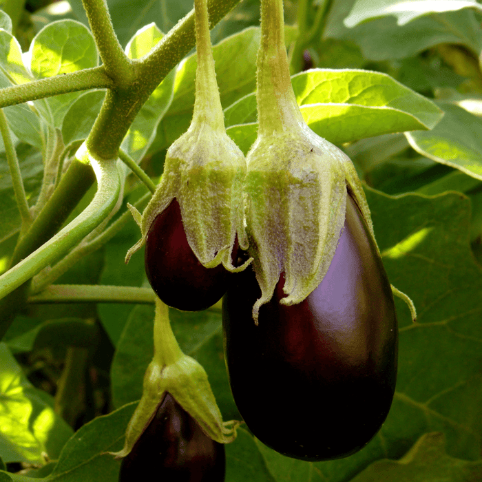 Can Eggplant Grow in a Pot - Gardeners Basics
