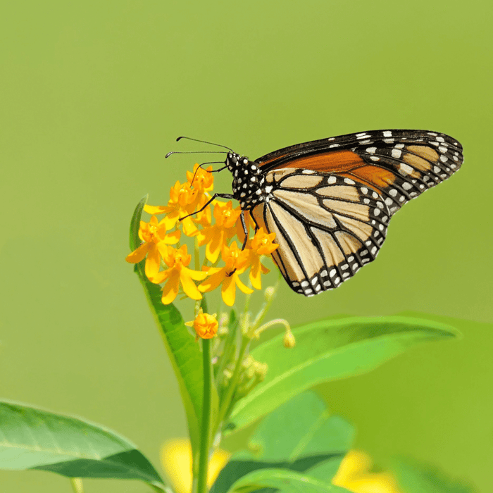 Can I Start Milkweed Seeds Indoors
