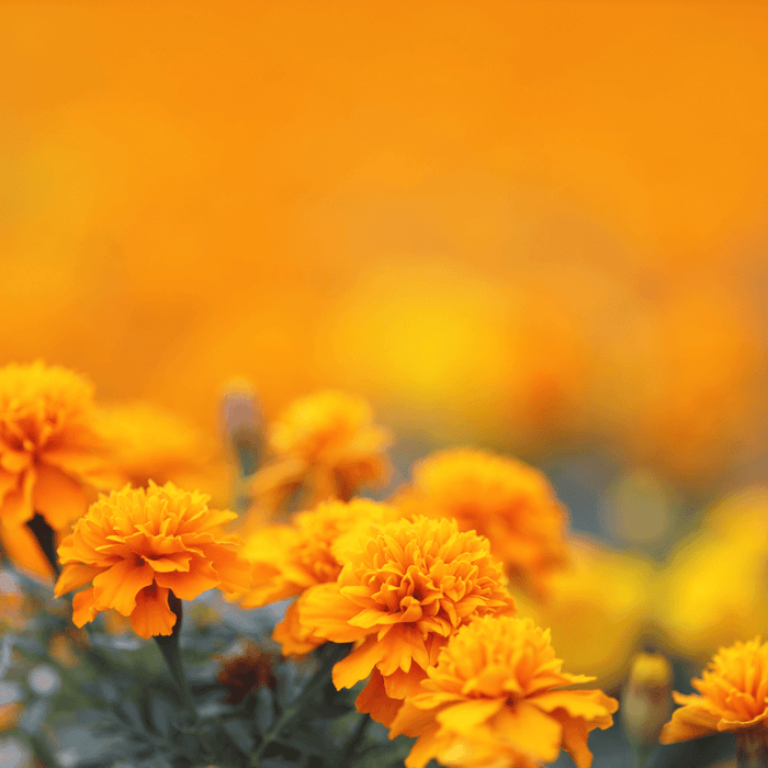 Can Marigolds and Zinnias Grow Together
