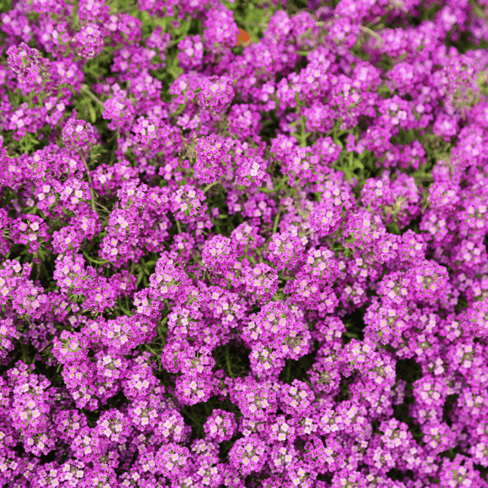 Can You Plant Creeping Phlox from Seed