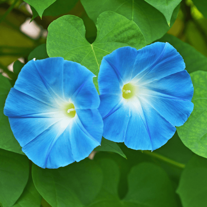 Do Morning Glories Only Bloom in the Morning?