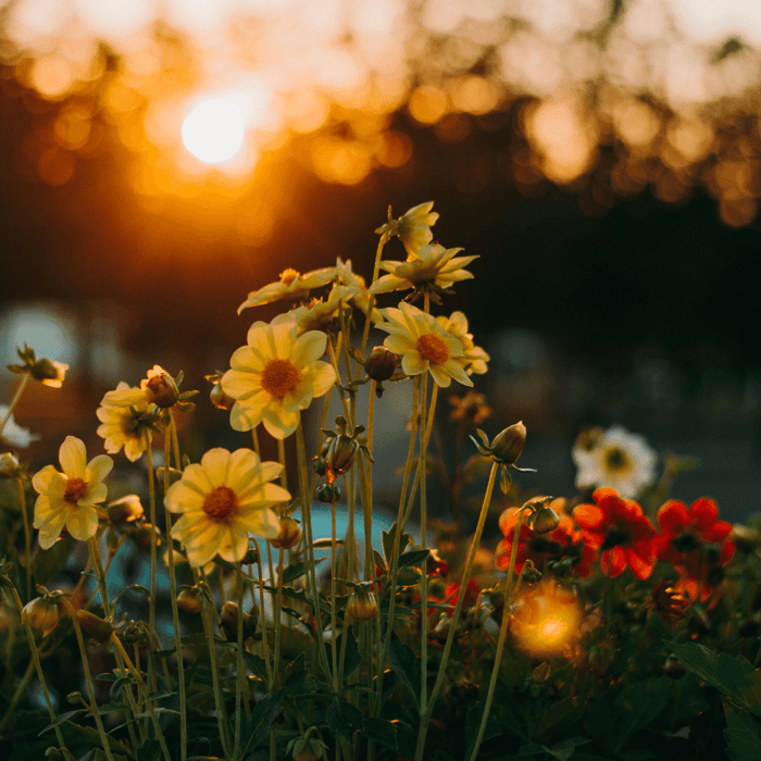 Flower Seed Viability Chart for Gardeners