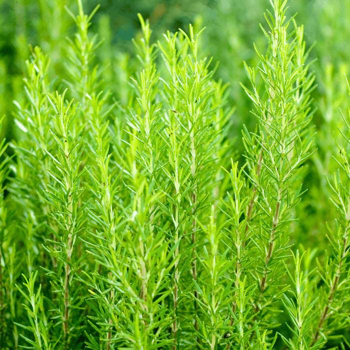 How Big Do Rosemary Bushes Get