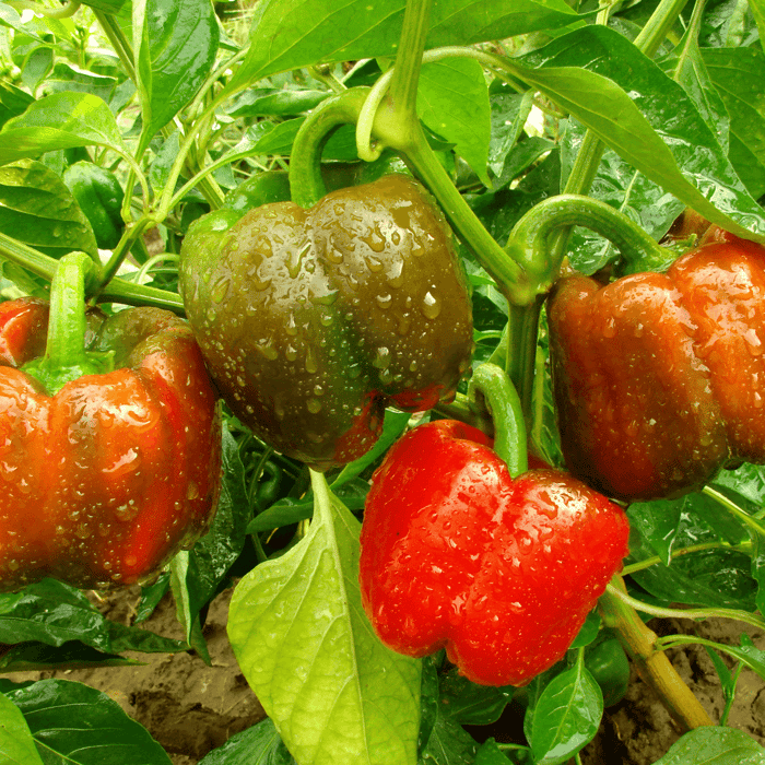 How Deep Do Bell Pepper Roots Grow - The Root of the Problem