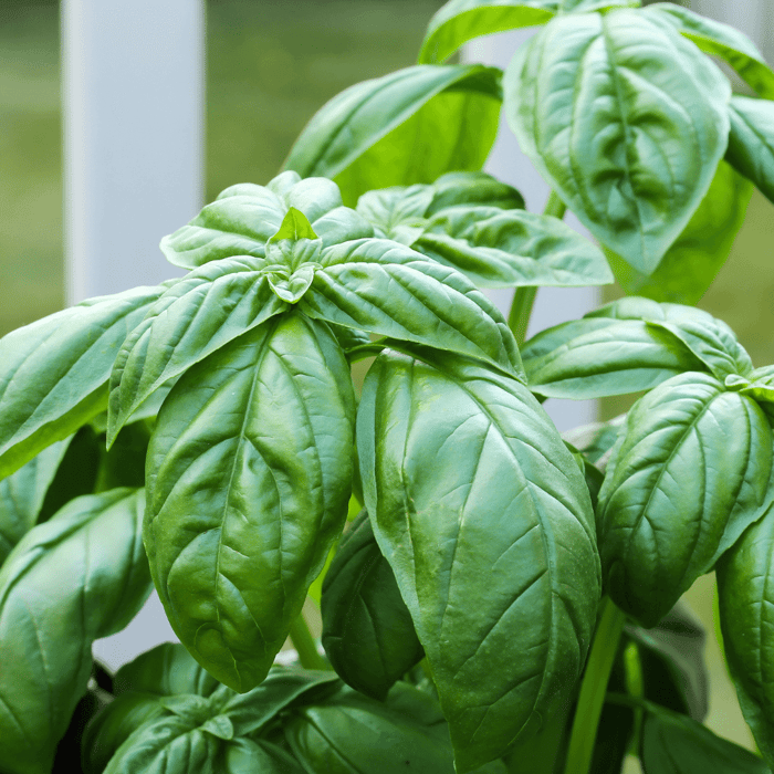 How Do I Cut Basil Off the Plant For a Great Harvest