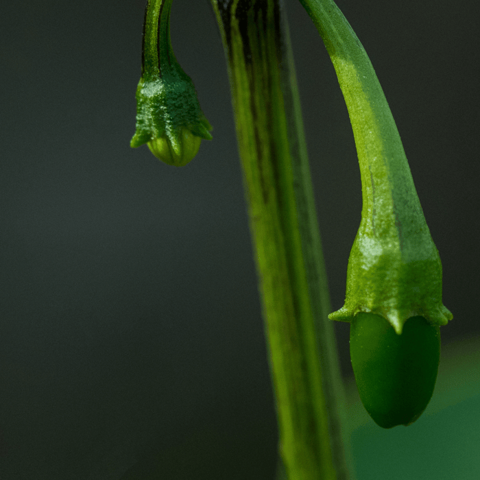 How Long After Flowering Do Jalapenos Appear
