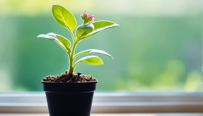 How To Grow Rose/Swamp Milkweed From Seed For Your Flower Garden