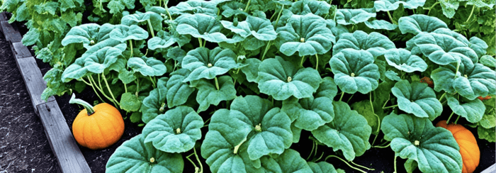 How To Grow Sugar Pie Pumpkin From Seed