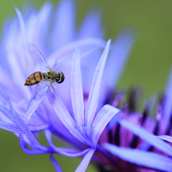How to Collect Cornflower Seeds (Bachelor Button)