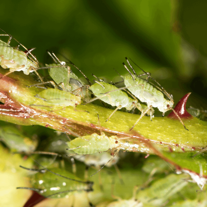 How to Get Rid of Aphids in Your Vegetable Garden