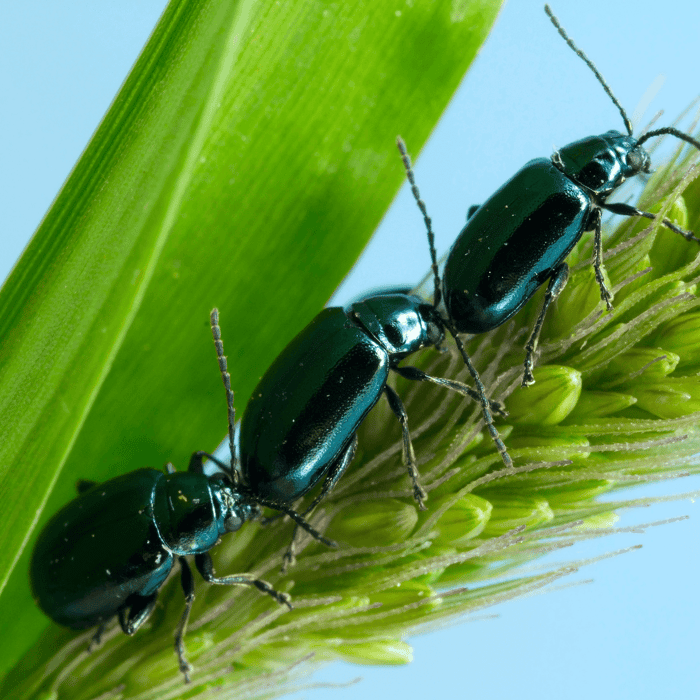 How to Get Rid of Flea Beetles in Your Garden