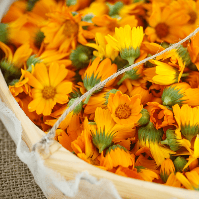 How to Grow Calendula From Seed Indoors