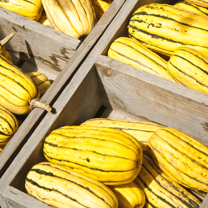 How to Grow Delicata Squash: A Comprehensive Guide
