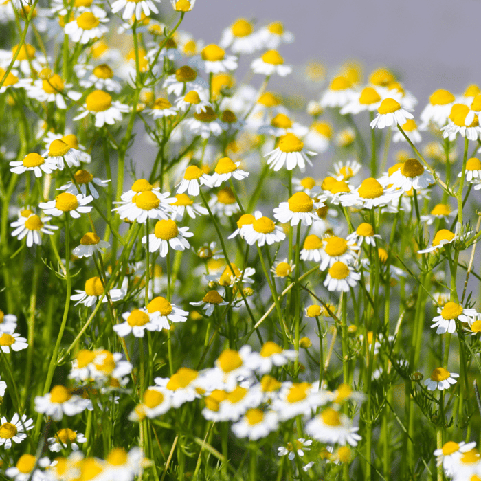 How to Grow German Chamomile from Seed