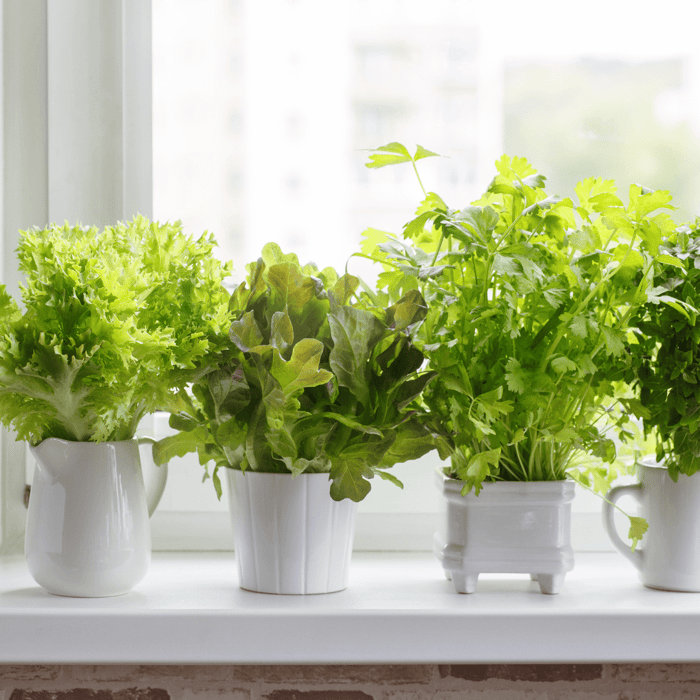 How to Grow Lettuce on a Windowsill