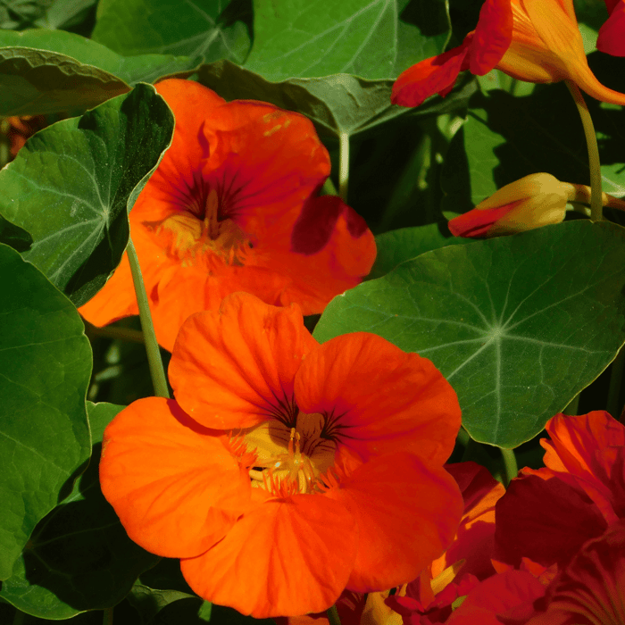 How to Grow Nasturtiums: Tips for Growing Annual Flowers