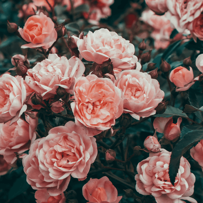 How To Grow Roses From A Cutting Using Honey