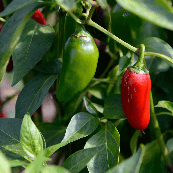 How to Grow a Jalapeño Plant from Seed