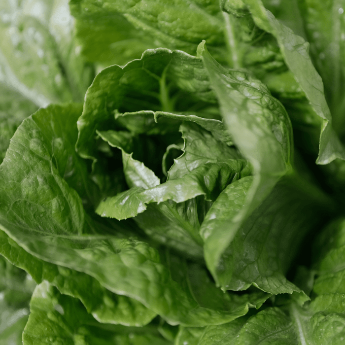 How to Harvest Parris Island Romaine Lettuce: A Guide