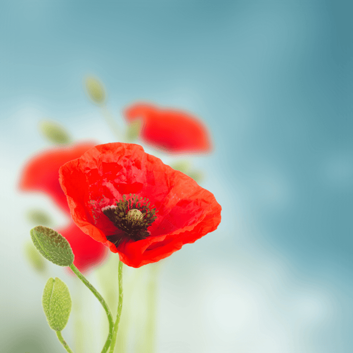 How to Harvest Poppy Seeds and Store for Flower Gardens