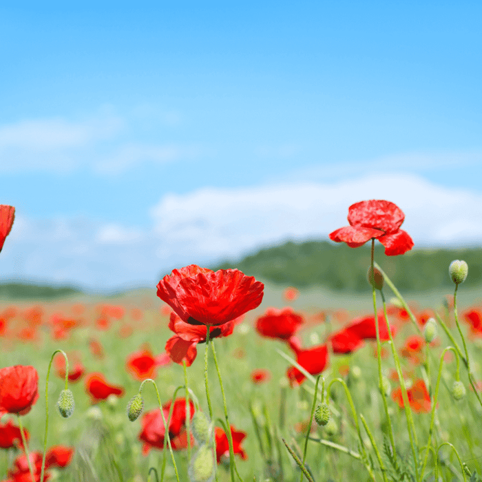 How to Plant Poppy Flower Seeds