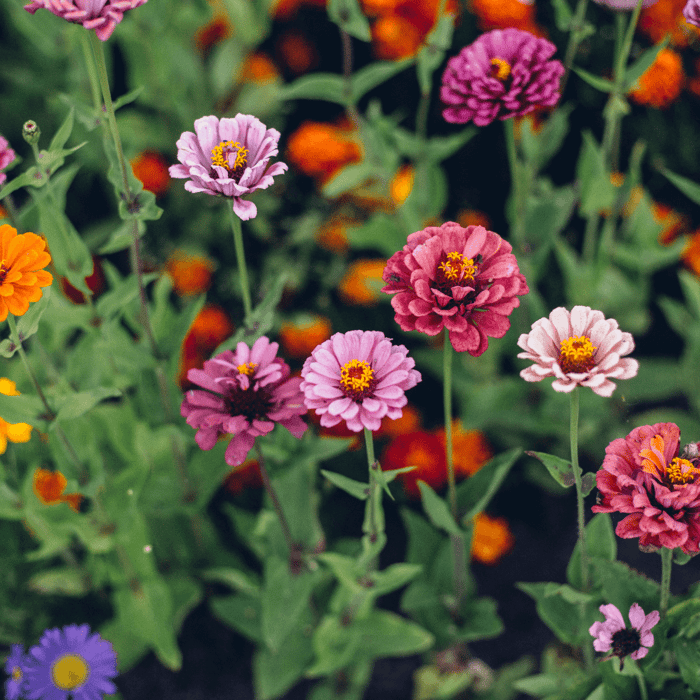 How to Plant Zinnia Seeds - Gardeners Basics