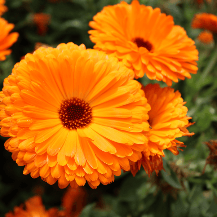 How to Sow Calendula Seeds Guide