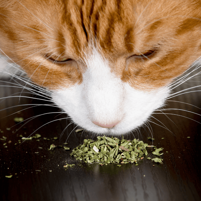 How to Grow Catnip From Seed Indoors