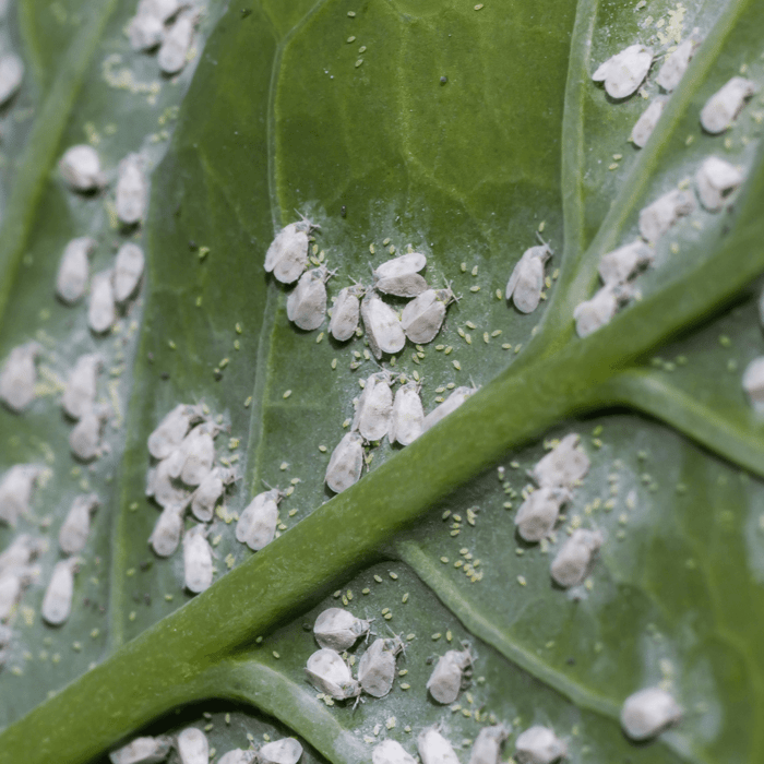 How to Get Rid of Whiteflies in Your Garden