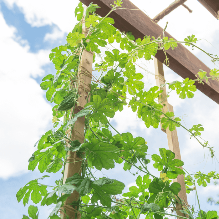 The Best Plants for a Vertical Vegetable Garden