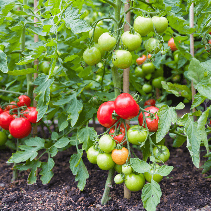 What Causes Tomatoes to Drop Fruit?