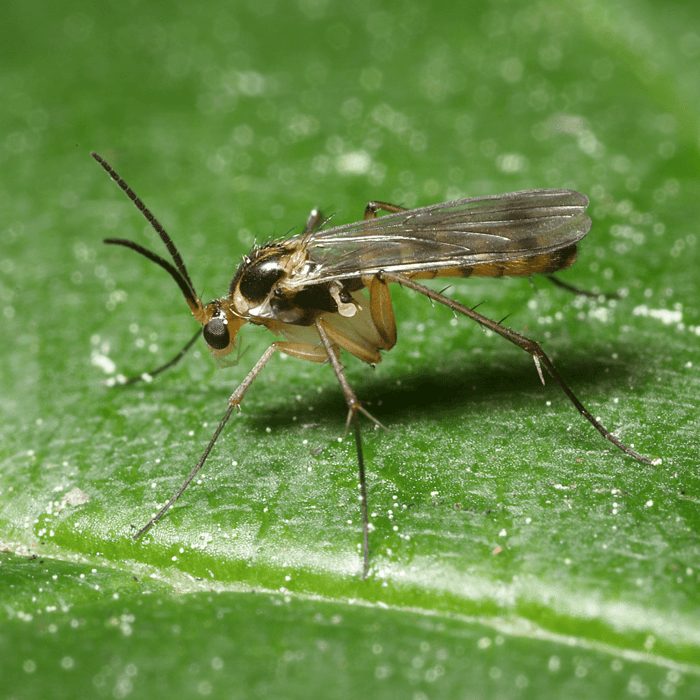 What are Fungus Gnats and How to Control in Your Garden