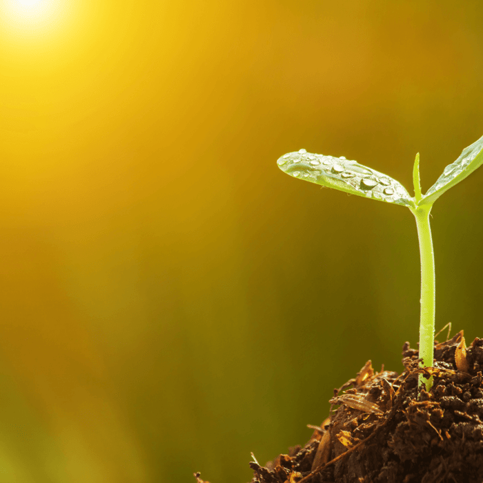 What Are Heirloom Seeds? An In-Depth Guide for Gardeners