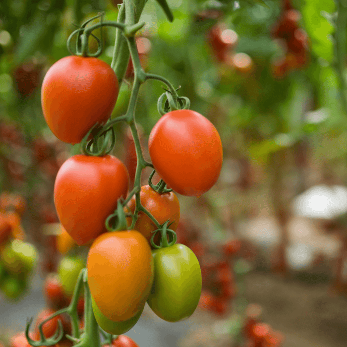 What are the Best Determinate Tomatoes for Canning?