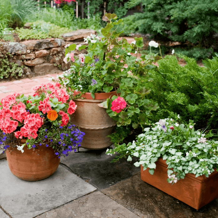 Annual vs Perennial Plants and Seeds: The Right Plants for Your Garden