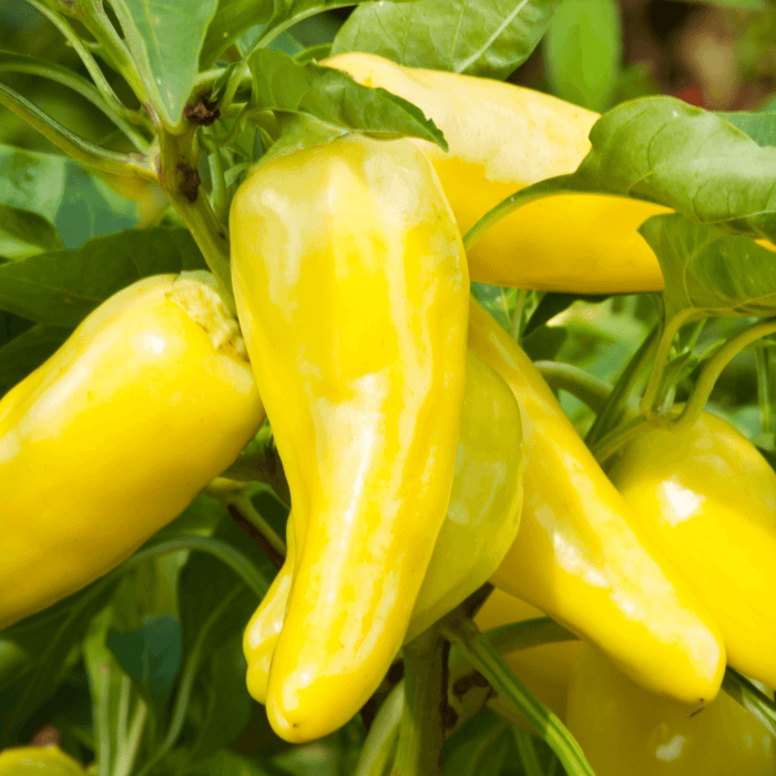 Are Banana Peppers As Hot As Jalapenos? The Battle of the Peppers