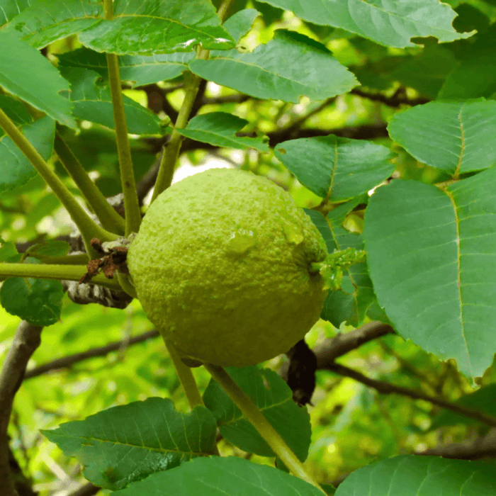 Are Black Walnut Trees Bad For Gardens?